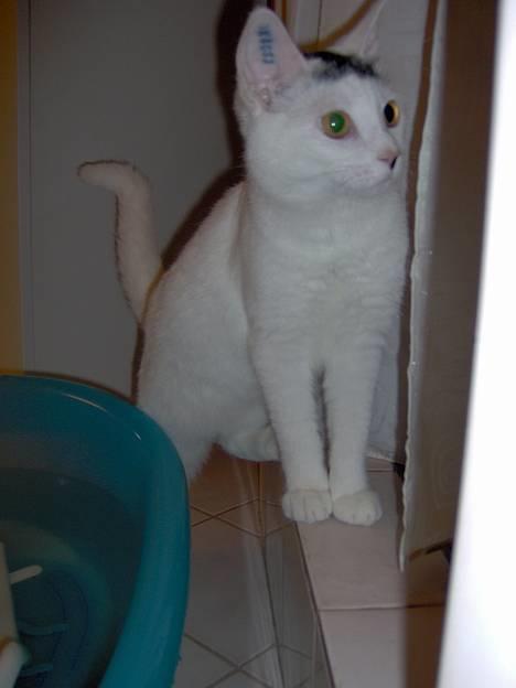 Huskat Miffe (døde d. 22/8) billede 1