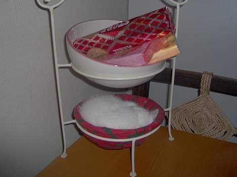 Huskat Miffe (døde d. 22/8) billede 2