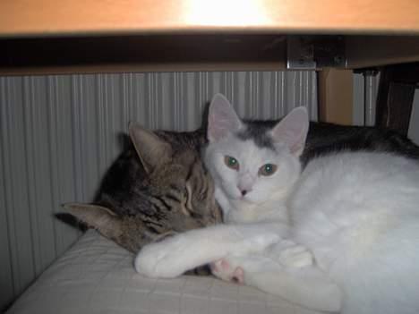 Huskat Miffe (døde d. 22/8) billede 3