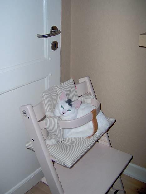 Huskat Miffe (døde d. 22/8) billede 4