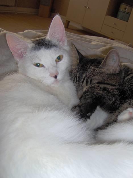 Huskat Miffe (døde d. 22/8) billede 5