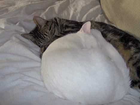 Huskat Miffe (døde d. 22/8) billede 6