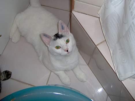 Huskat Miffe (døde d. 22/8) billede 8