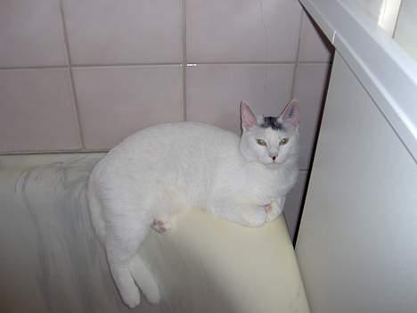 Huskat Miffe (døde d. 22/8) billede 9