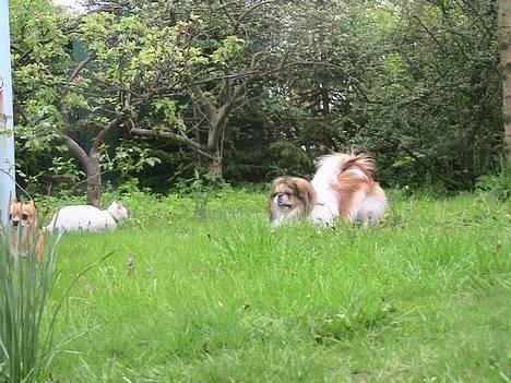 Blanding af racer Nala - Leger med Danger... Min bedste ven (Af hunde) Hehe! billede 6