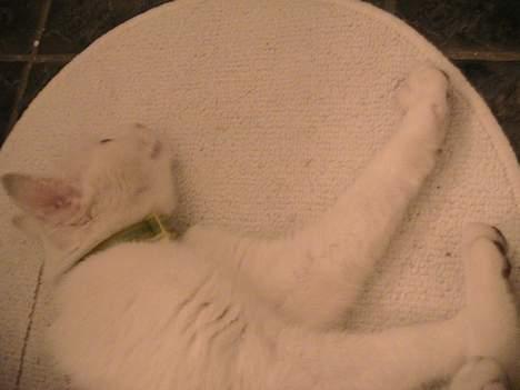 Blanding af racer Nala - Mig, Challenge og Danger leger. billede 7