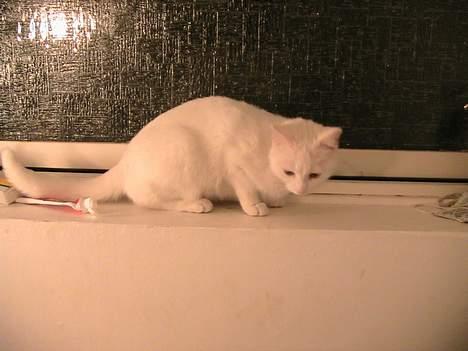 Blanding af racer Nala - Hov, hvad sker der lige der?! billede 8