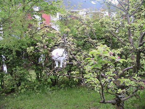 Blanding af racer Nala - Mig oppe i træet billede 9