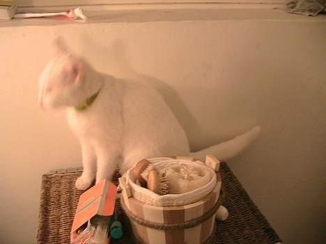 Blanding af racer Nala billede 10