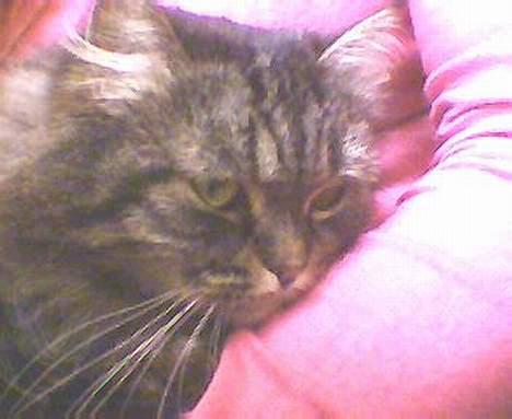 Blanding af racer willow - dejligt at lægge på mors arm billede 3