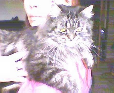 Blanding af racer willow - dejligt at hænge her hehe billede 4