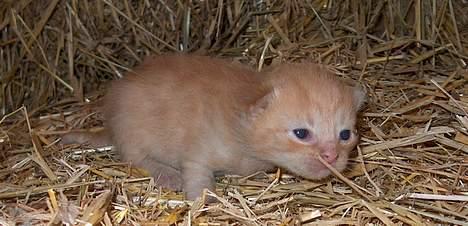 Huskat Bellis [{(*'Død'*)}]    billede 1