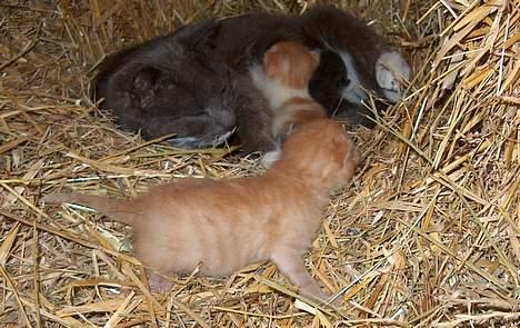 Huskat Bellis [{(*'Død'*)}]    - Moar, jeg kommer nu ! billede 2