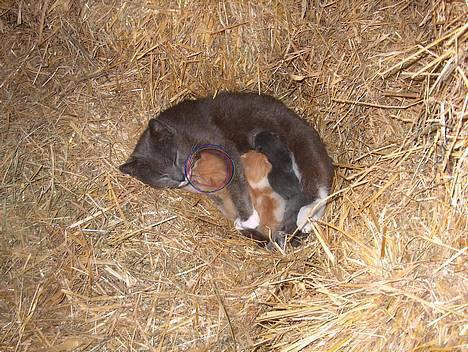 Huskat Bellis [{(*'Død'*)}]    - Se li´ mig, min bror, min ´plejemor´ og mine ´pleje søskende´ . billede 3