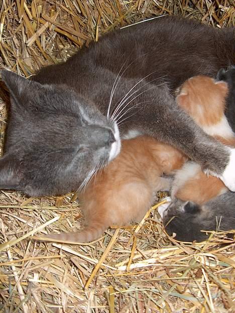 Huskat Bellis [{(*'Død'*)}]    - Mæælk <´3 billede 4