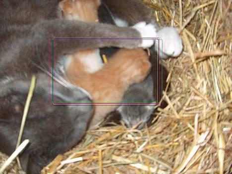 Huskat Bellis [{(*'Død'*)}]    - Hygge <´3 billede 5