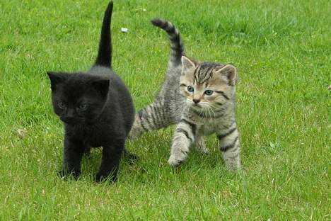 Blanding af racer Dusty - Dusty med sin bror Dumle<3 billede 4
