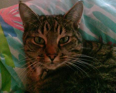 Blanding af racer Muffe - Lille muffen billede 18