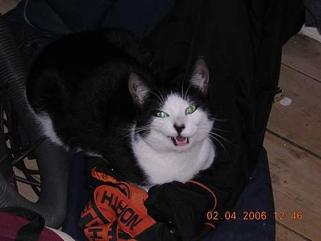 Huskat Becki billede 13