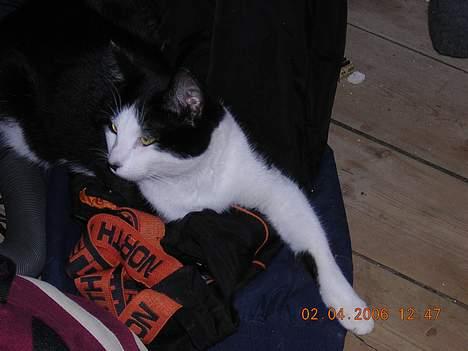 Huskat Becki billede 14