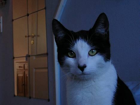 Huskat Becki billede 15