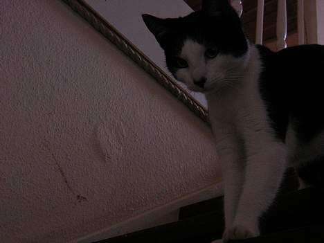 Huskat Becki billede 16