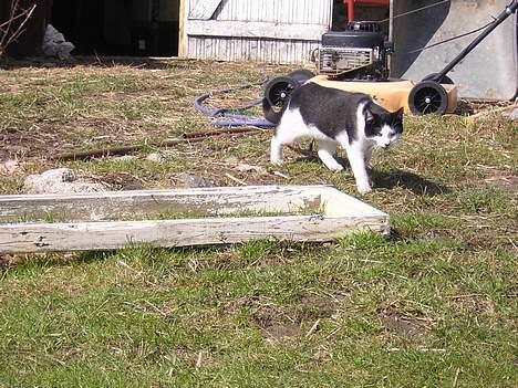 Huskat Becki billede 17