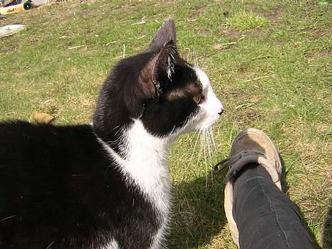 Huskat Becki billede 18