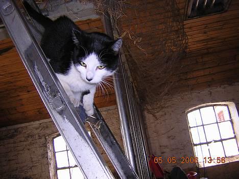 Huskat Becki billede 19