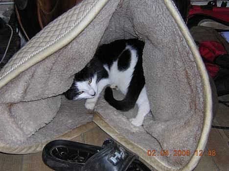 Huskat Becki billede 20