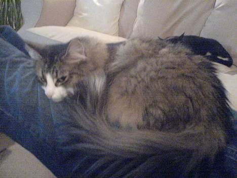 Norsk Skovkat Xanthos Sandra - Jeg putter på fars ben billede 8