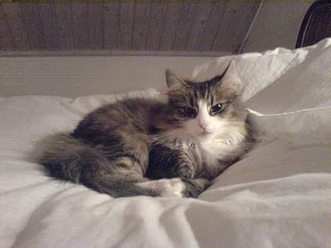 Norsk Skovkat Xanthos Sandra - Super dejligt at putte på en blød dyne billede 9