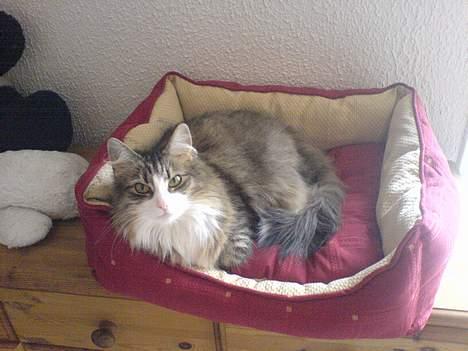 Norsk Skovkat Xanthos Sandra - jeg ææææælsker min nye kurv billede 10