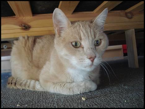 Blanding af racer Flemming R.I.P. - 2/4-07 billede 8