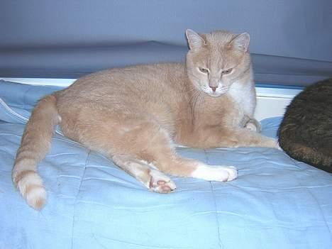 Blanding af racer Flemming R.I.P. - Her ligger jeg godt... billede 9