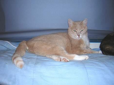 Blanding af racer Flemming R.I.P. billede 10