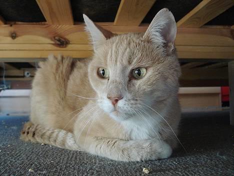 Blanding af racer Flemming R.I.P. - 2/4-07 billede 11