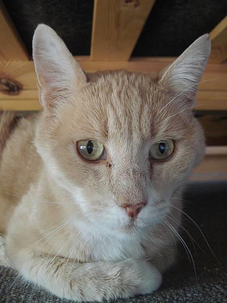 Blanding af racer Flemming R.I.P. - 2/4-07 billede 13