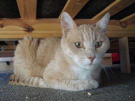 Blanding af racer Flemming R.I.P. - 2/4-07 billede 14