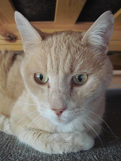 Blanding af racer Flemming R.I.P. - 2/4-07 billede 15