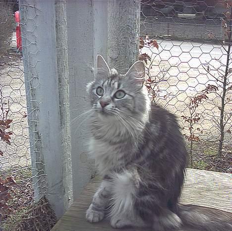 Norsk Skovkat kida - ja det er så kida i voliere buret /gården billede 1