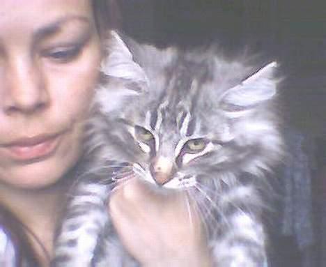 Norsk Skovkat kida - kiddas søn ikaros på små 4 mdr  billede 2