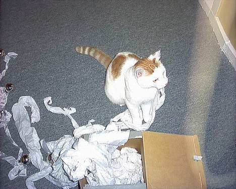 Huskat felix billede 1