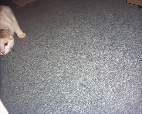 Huskat felix billede 2