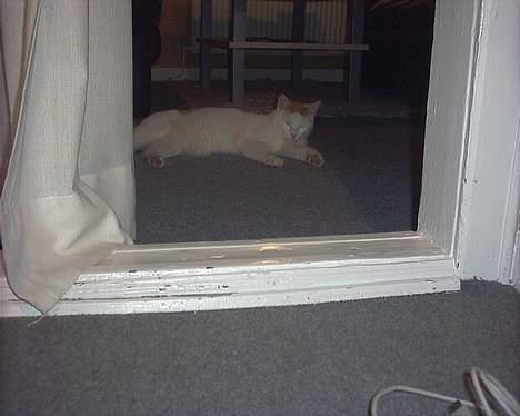 Huskat felix billede 3