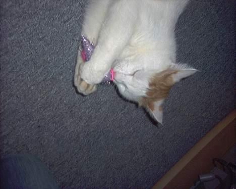 Huskat felix billede 4