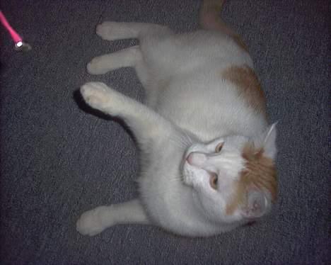 Huskat felix billede 6