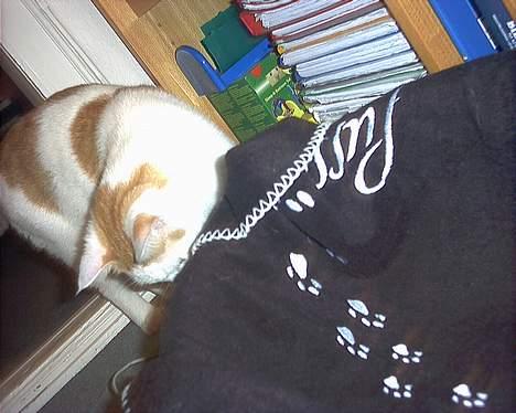 Huskat felix billede 7