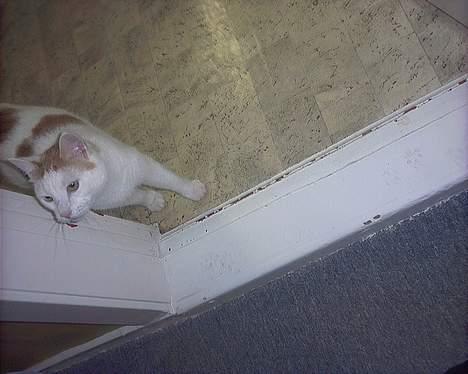 Huskat felix billede 8