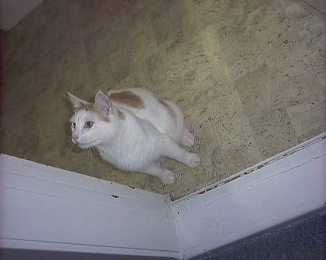 Huskat felix billede 9